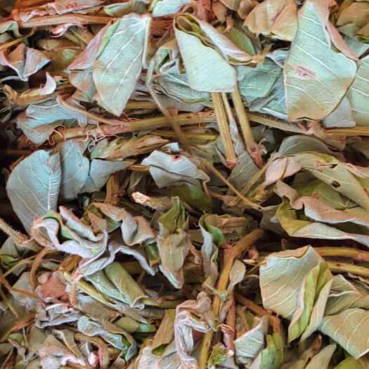 玉林金钱草
