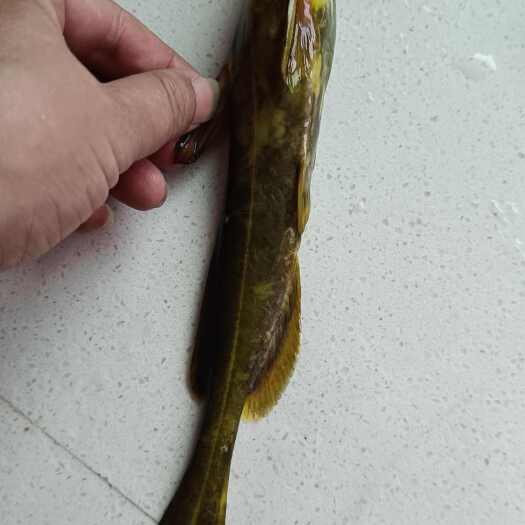 衡阳土塘生态牛尾巴鱼乌苏里拟鲿