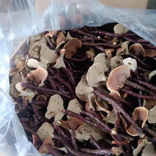 聊城竹灵芝，今年的新货，色泽鲜艳，保证质量，全国发货