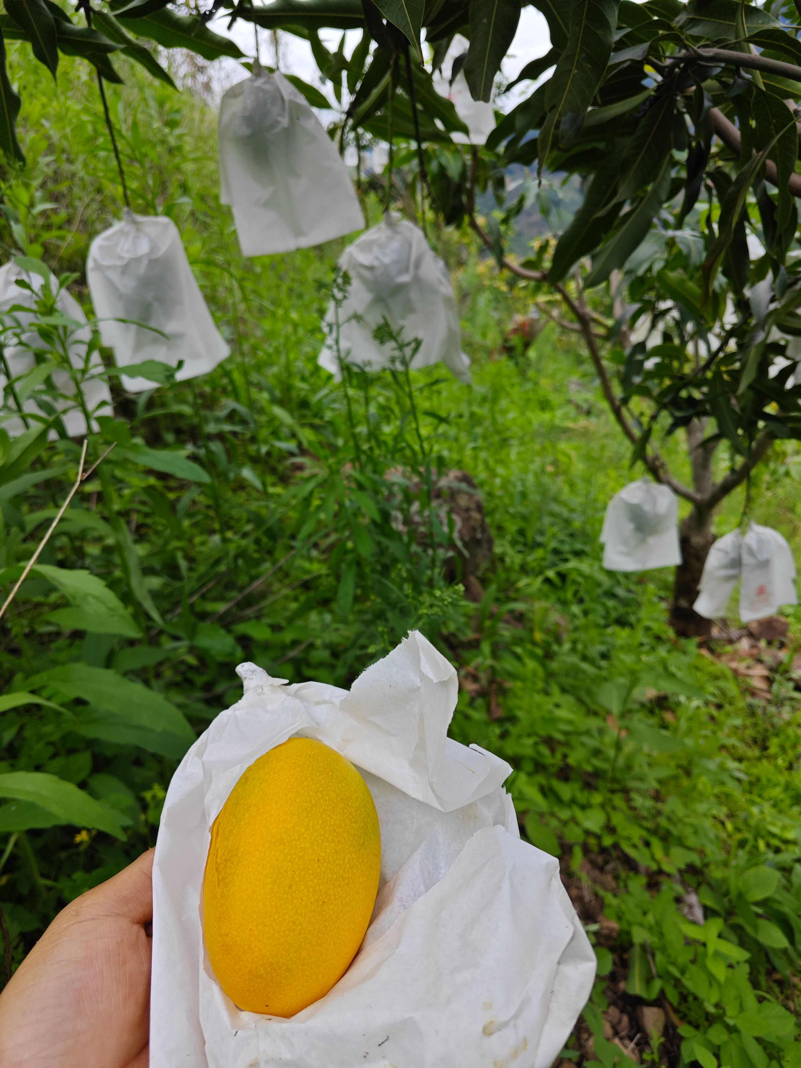 芒果