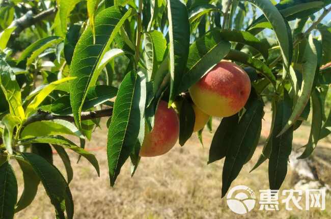 苹果桃成熟了，味道鲜美，又脆又甜，需要采购的老板欢迎砸单