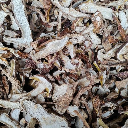 广元美味牛肝菌，荞面菌