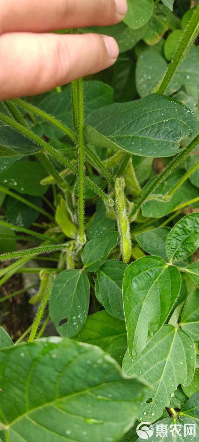 鲜食毛豆