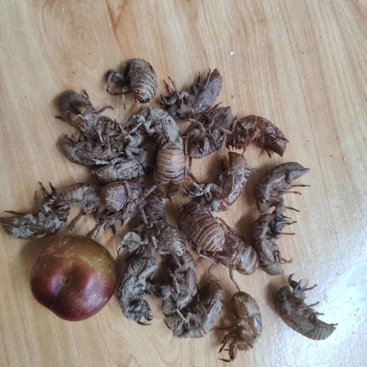 绵阳蝉蜕