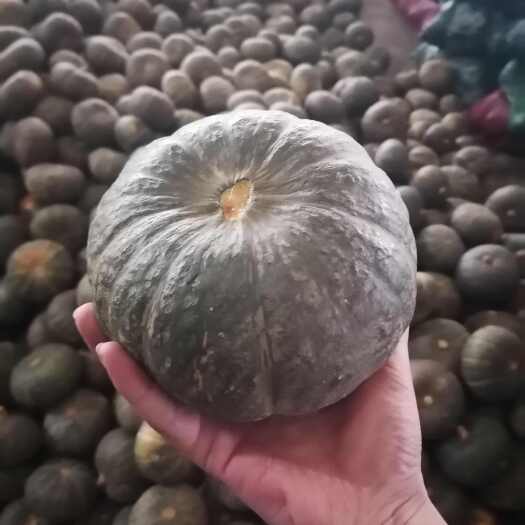 昌乐县南瓜，贝贝南瓜，板栗南瓜