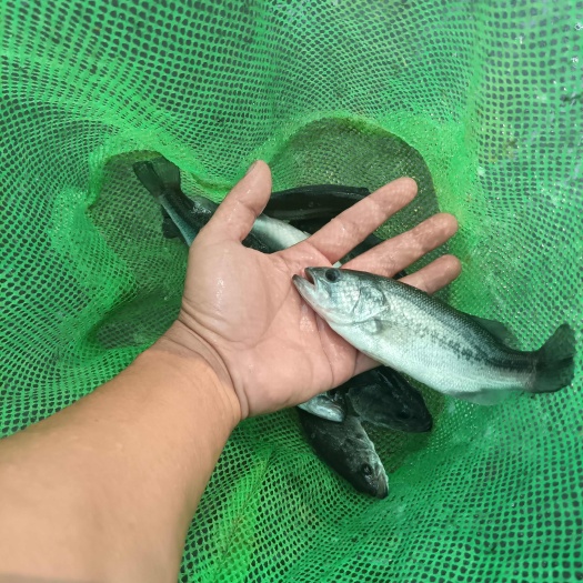 廉江市淡水鲈鱼