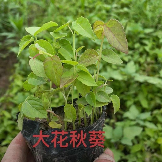 定州市蜀葵
