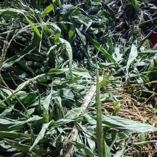 淡竹叶竹叶茶煲凉茶