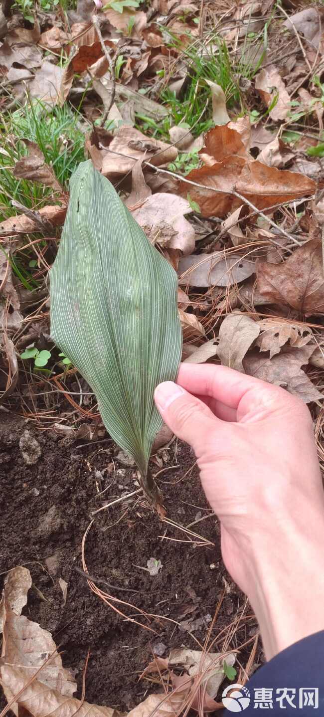 毛慈菇种苗