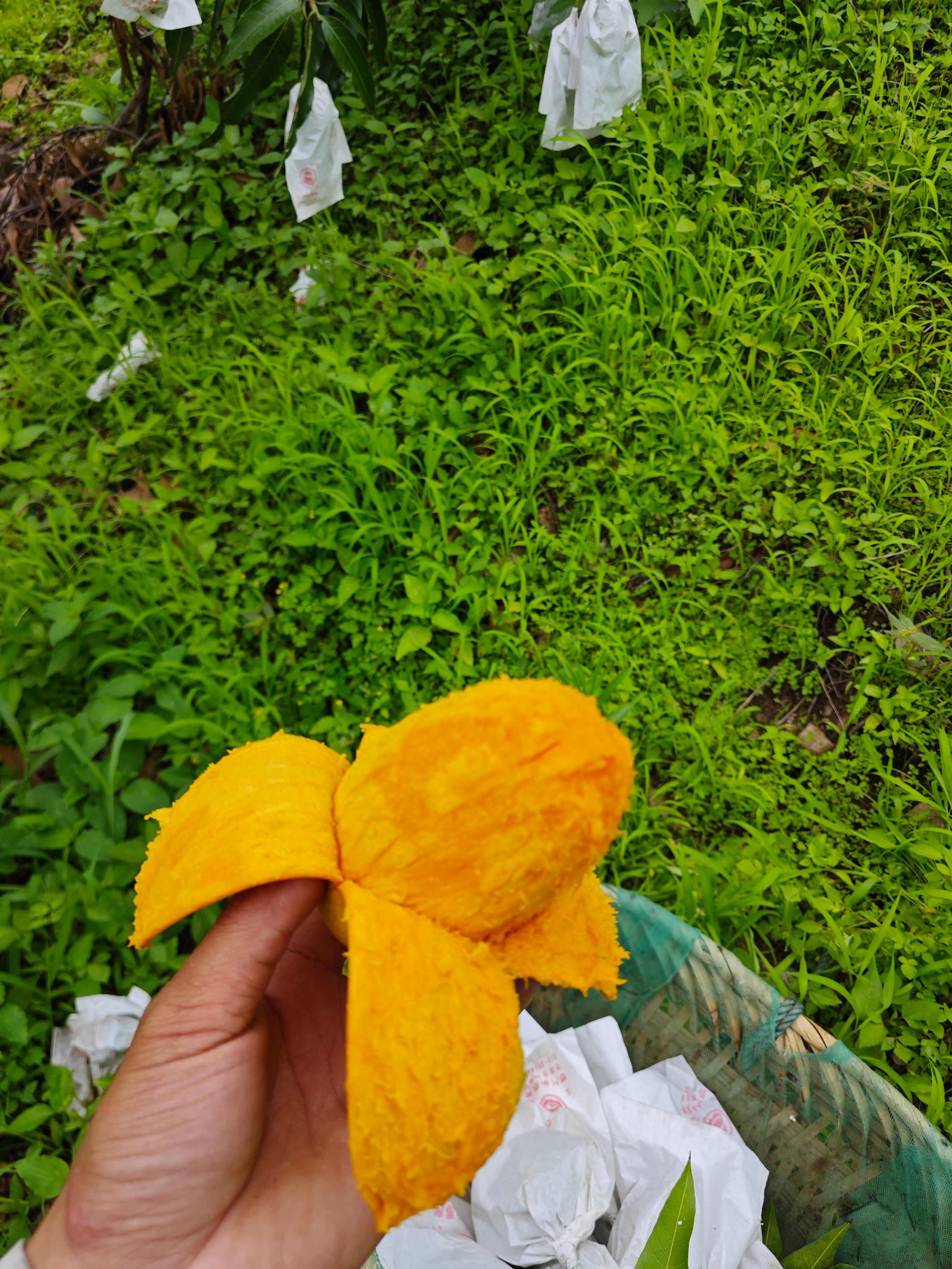 芒果