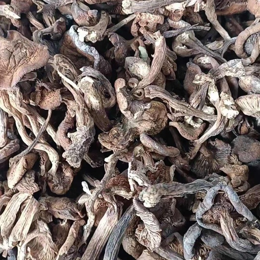 长春人工筛选优质东北榛蘑