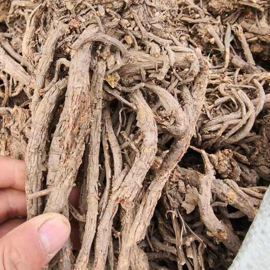 陇西县甘肃本地呛活4~5年的货，干度好，质量有保障