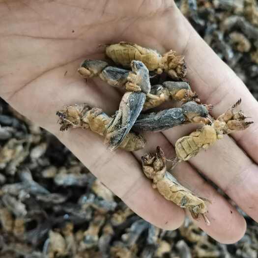 沧州蝼蛄，生冻蝼蛄