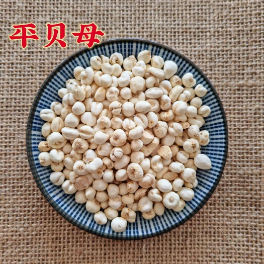 鄄城县【永发药业】贝母 平贝母 小豆贝 产地东北实物拍摄