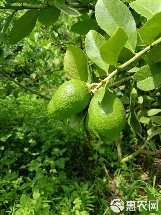 广东香水柠檬无籽产地直销量大优惠