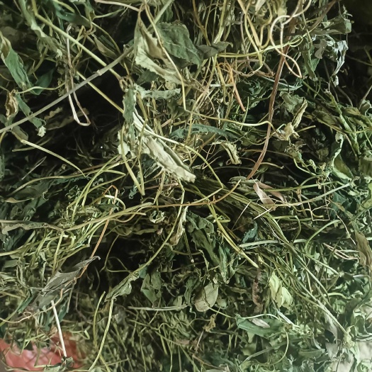 凤凰县肺形草