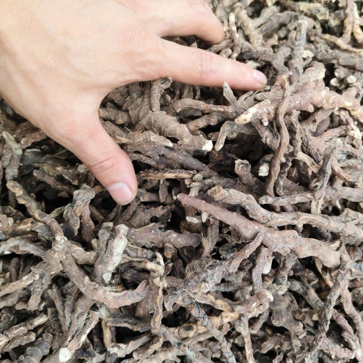 云阳石菖蒲，火烧过滚筒脱毛率 98% 以上