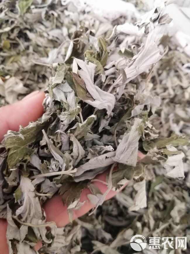 艾叶批发纯正品大叶艾蕲艾干艾草原产地打艾绒做艾柱薰蒸洗护