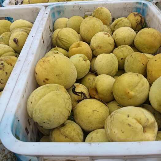 曹县黄金冠桃