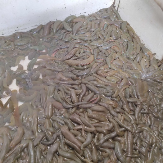 化州市菲牛蛭  水蛭  蚂蝗  金边蚂蝗