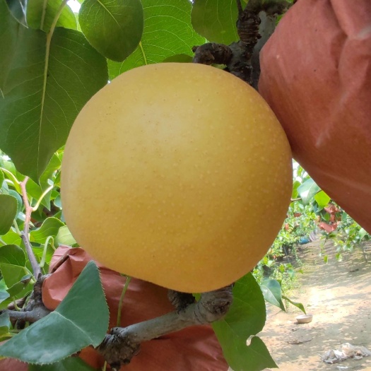 冠县丰水梨