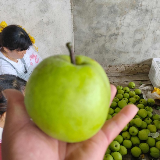 砀山县翠玉梨大量上市精品，货源充足需要的联系，欢迎合作愉快。