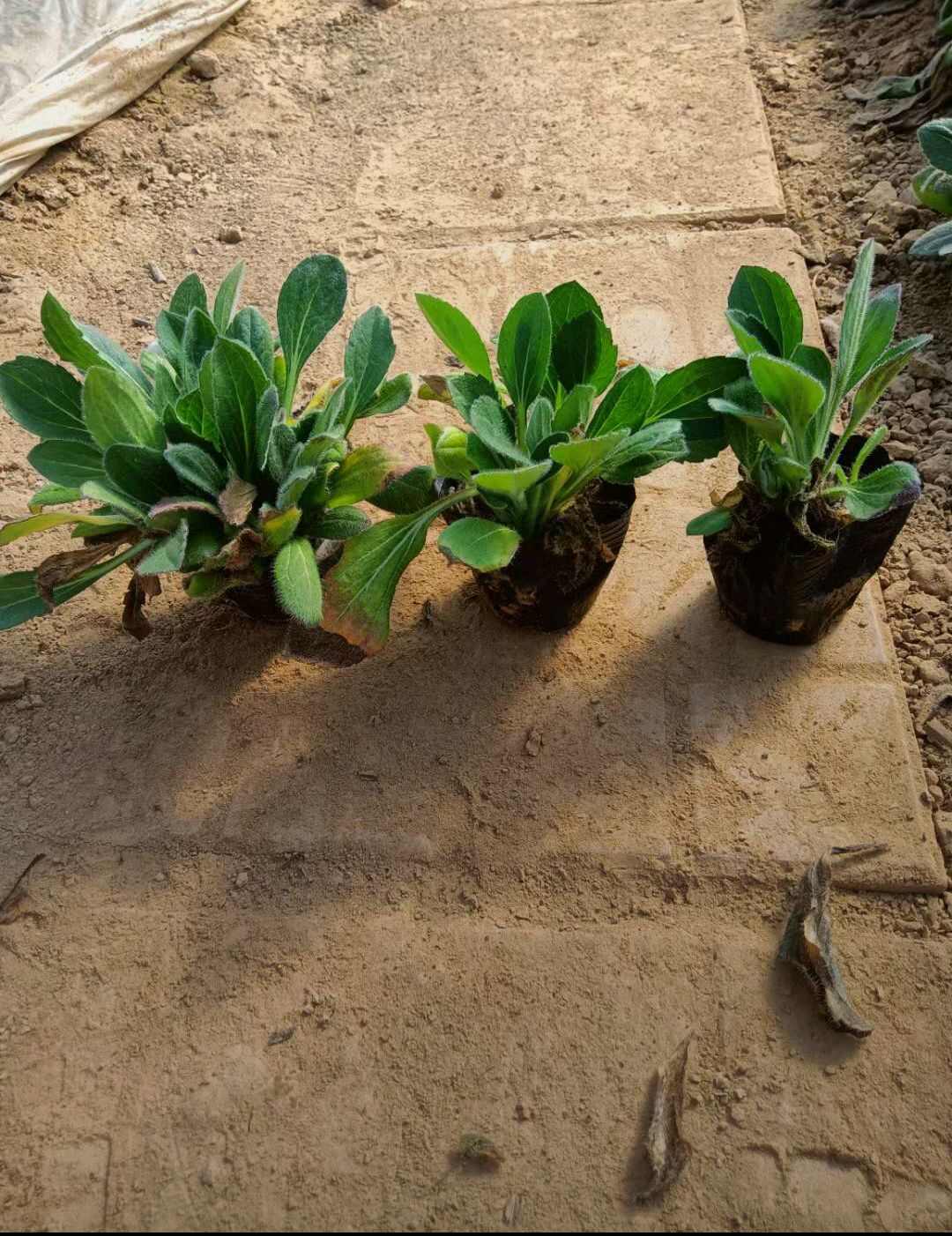 金鸡菊