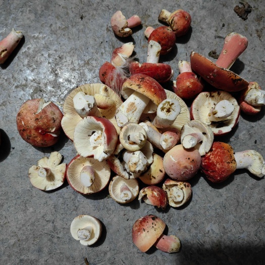 凤冈县野生菌，各种品种都有，需要的老板欢迎合作