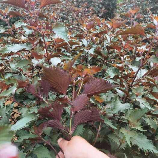 紫苏叶中药材天然无硫香料食用新鲜干货子苏苏叶散装净重
