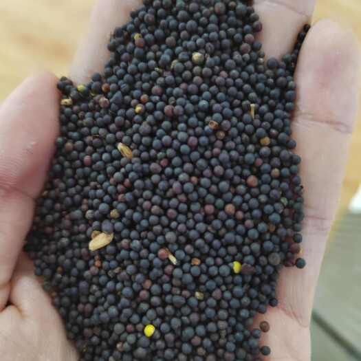 呼伦贝尔3.1油菜籽 呼伦贝尔精品菜籽