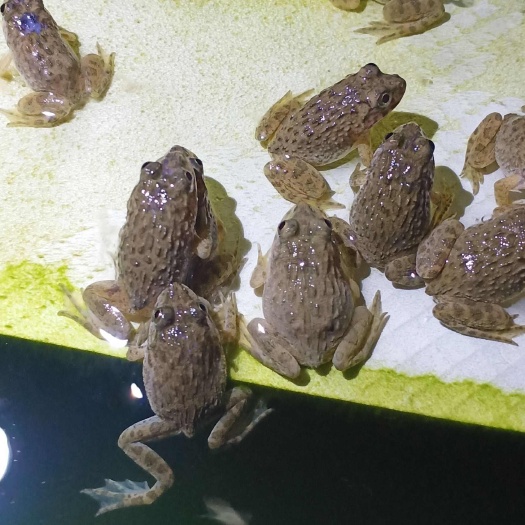 冰冻青蛙 蛇料开口蛙