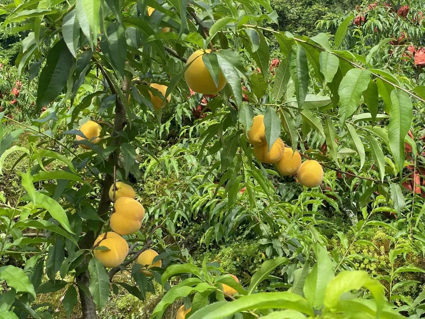 锦绣黄桃8月上市