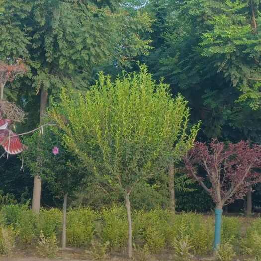 定州市木槿