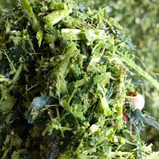 新泰市青储玉米