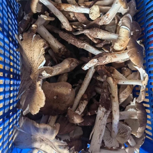 简阳市鸡枞菌开花