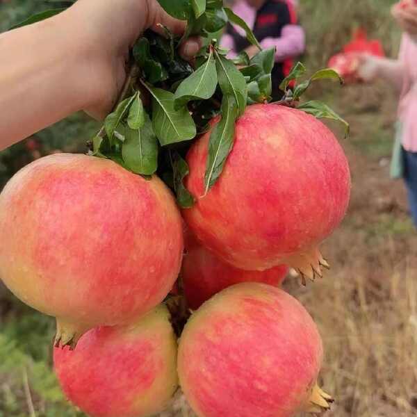 产地直销四川突尼斯软籽石榴，欢迎咨询，支持一件代发，视频看货