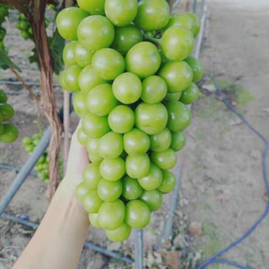 西昌市阳光玫瑰