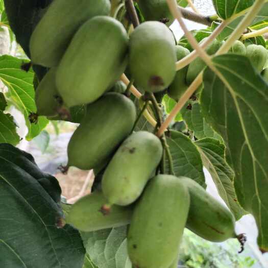 丹东软枣猕猴桃，产地直采，维生素食品，新鲜采摘，香甜多汁！