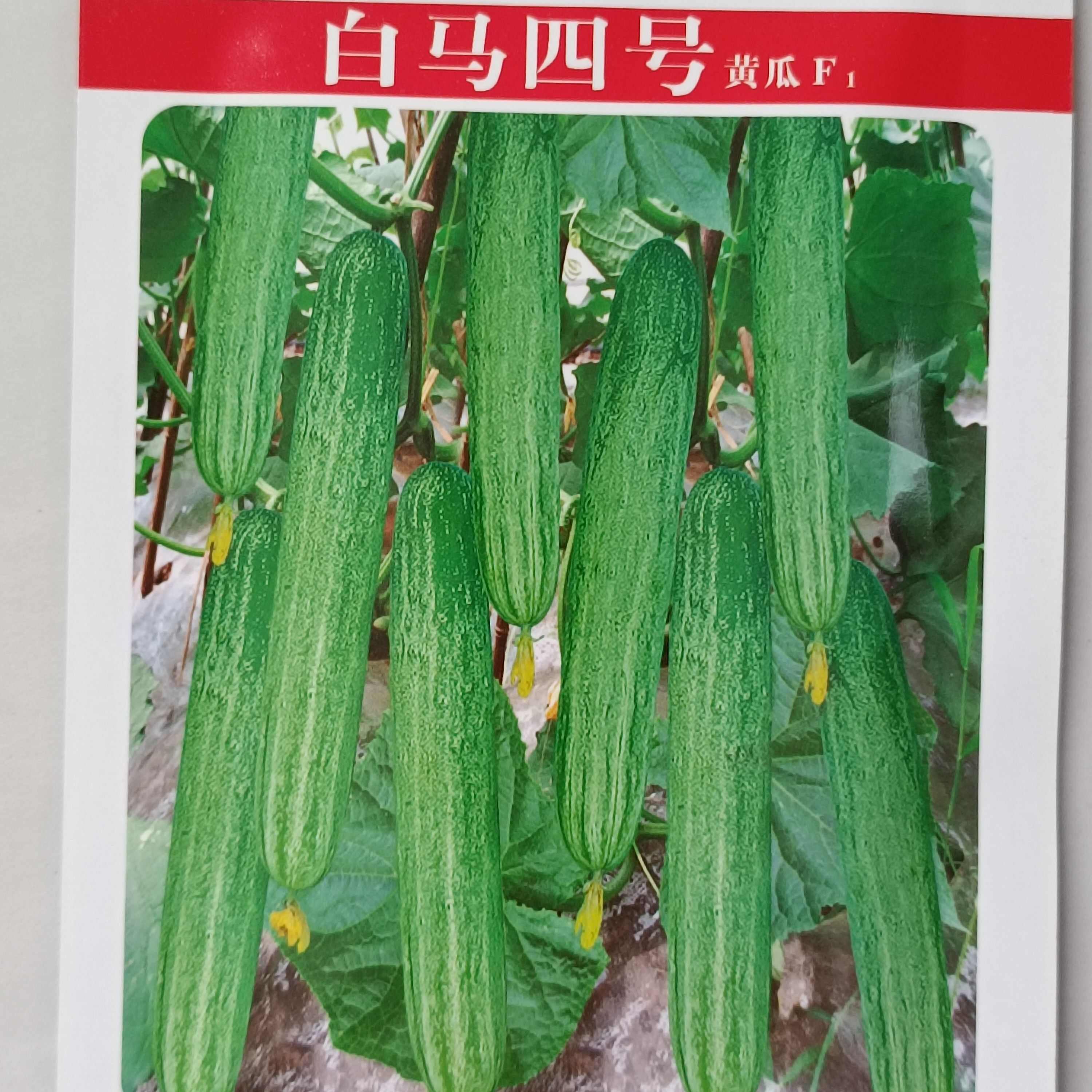 好特白马四号杂交黄瓜种子早熟优质无苦味强雌性耐热春夏秋播