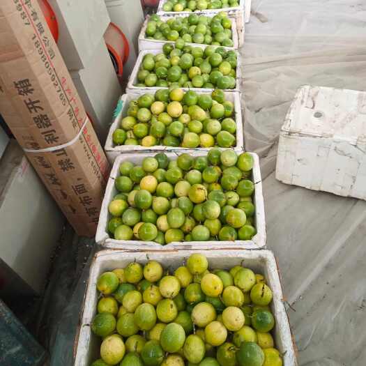 榕江县贵州榕江百香果饮蜜9号