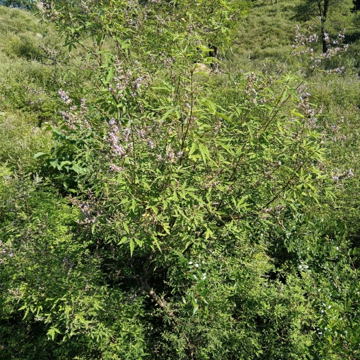 卢龙县黄荆子