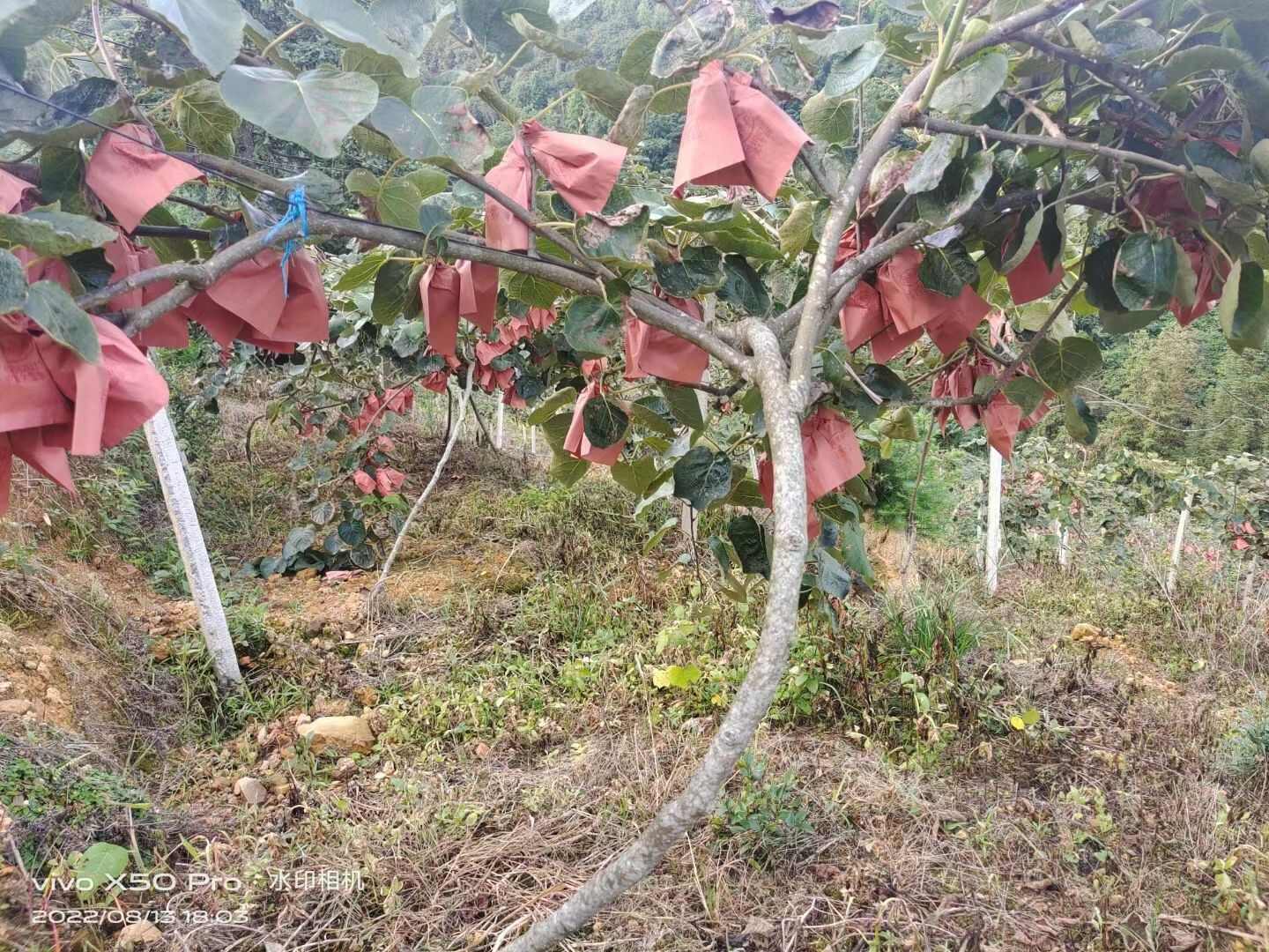 广西乐业县高山富硒红心猕猴桃，果肉细嫩、 香气浓郁