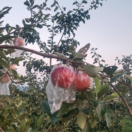 济南红嘎啦苹果新鲜上市，膜袋苹果口感更加香甜