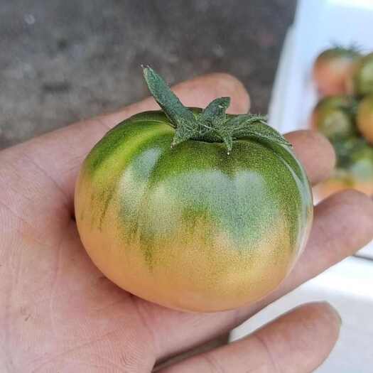 张北县9个糖的碱地西红柿