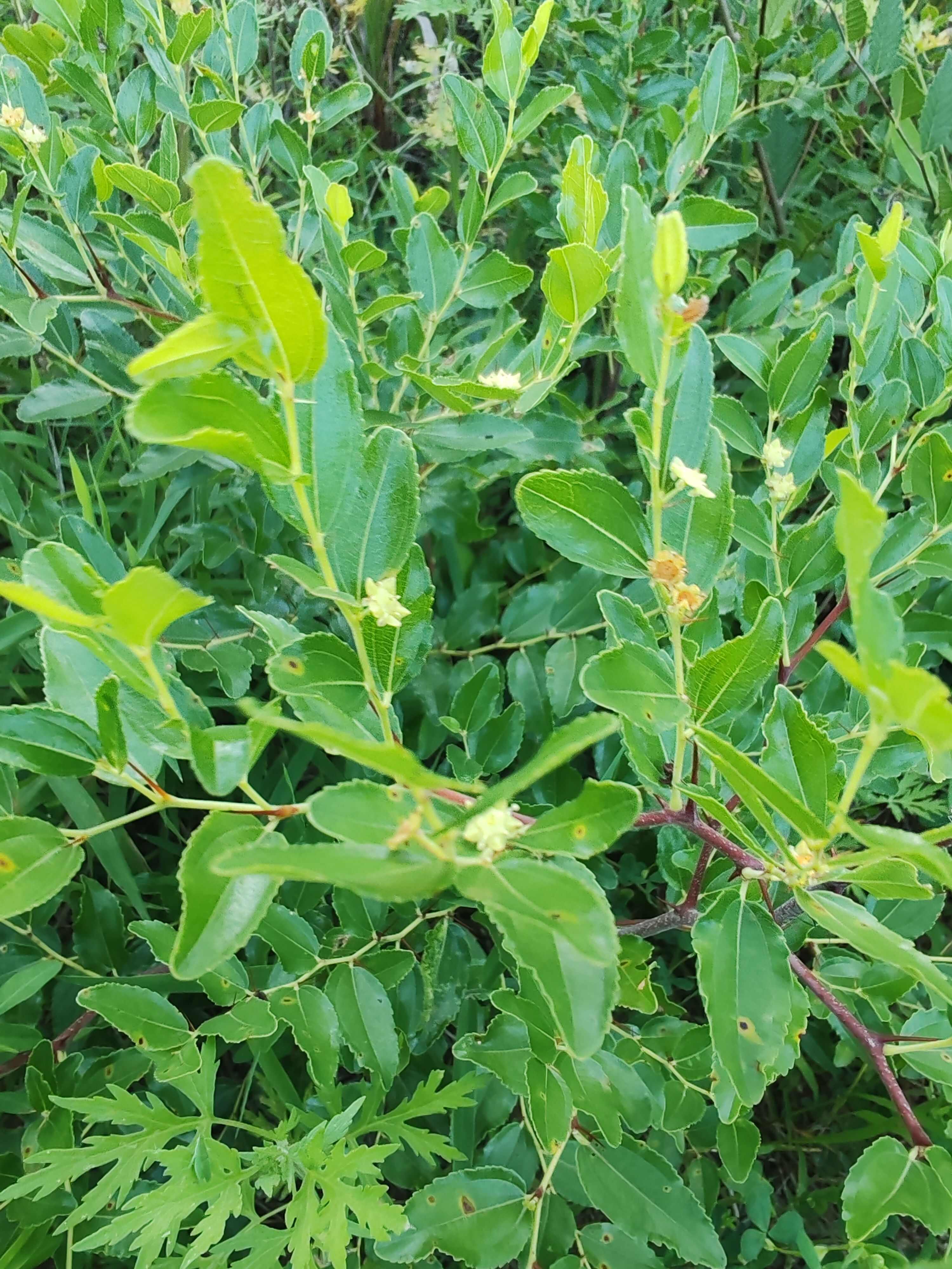 酸枣，鲜酸枣