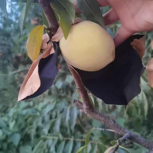 娄底黄桃