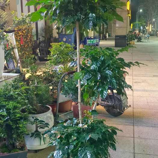 惠州幸福树三层