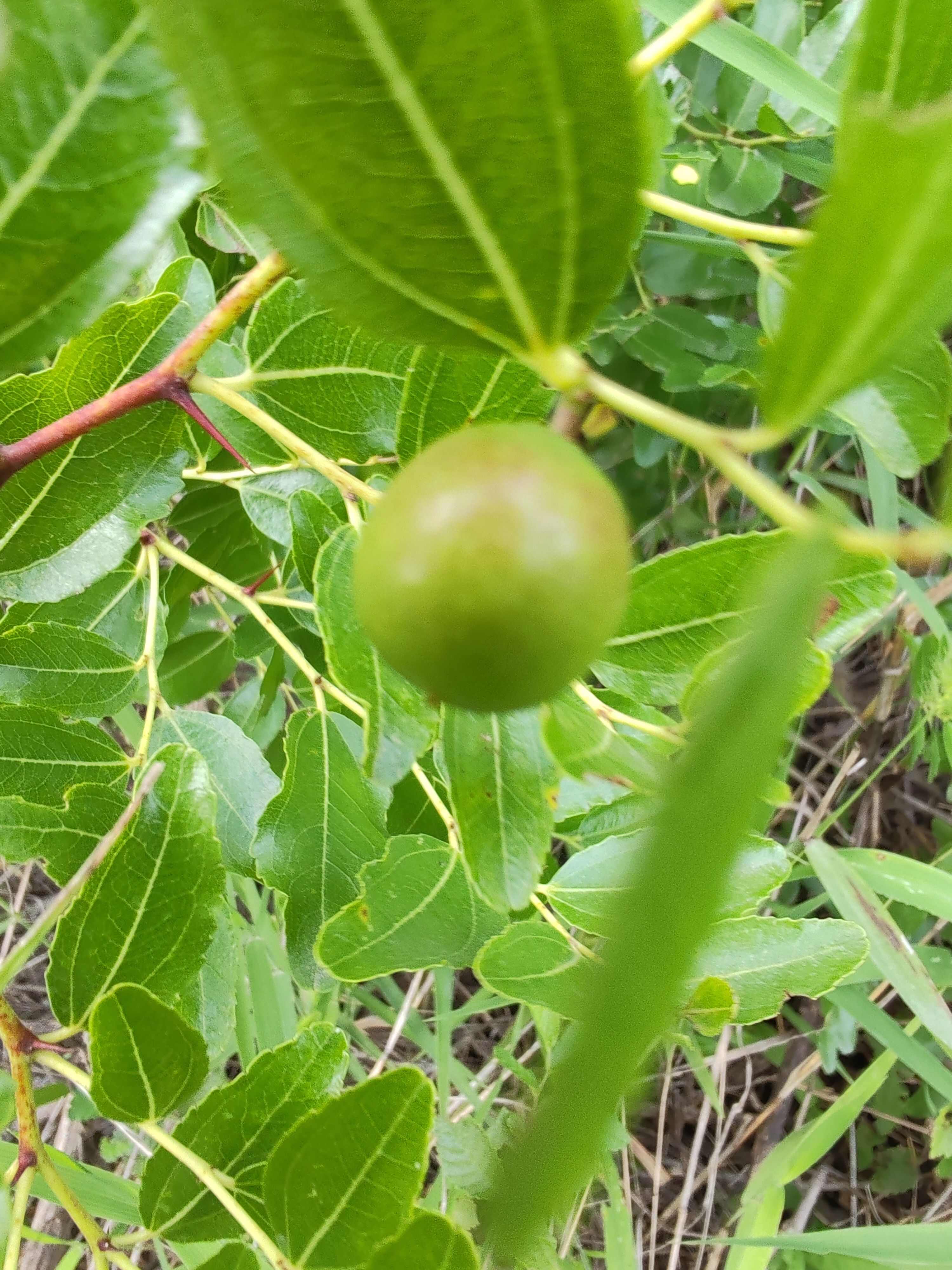 酸枣，鲜酸枣