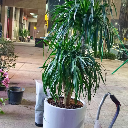 惠州龙血树