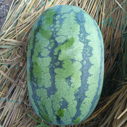 全州县甜王西瓜